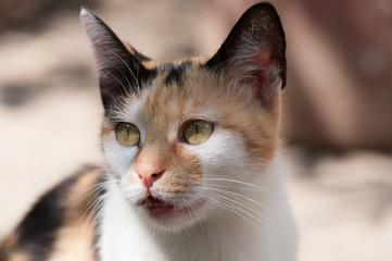 Three colors cat with opened mouth and glass eyes