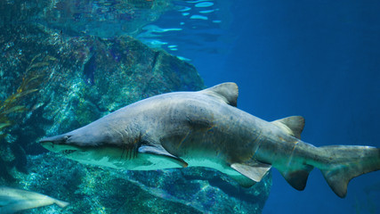 Fototapeta premium Shark in aquarium