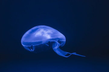Jellyfish with blue water sea background