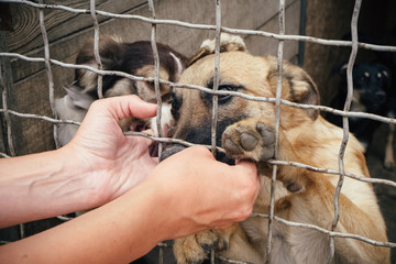 Cute homeless dogs in the animals shelter