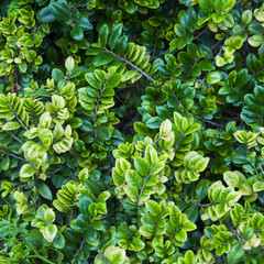 Green leaf background