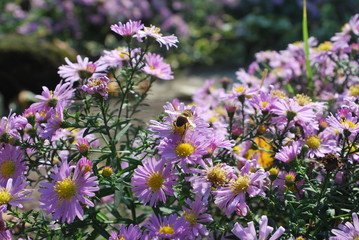 Obraz premium Bees on purple summer garden flowers in bloom