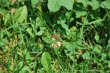 Various green weeds in summer