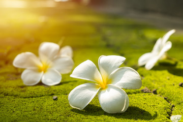 Plumeria on the ground covered with moss