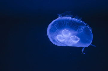 Beautiful glowing blue jellyfish with blue water sea background
