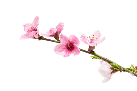 pink peach blossom isolated