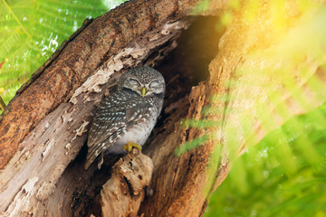 Sleepy Spotted owlet ( Athene brama ).    .Juvenile owl coming out from hole nest tree closing eyes.