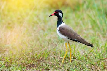 Yellow long legs bird ..Red wattled Lapwing ( Vanellus indicus ) making a living in the field with sunlight.