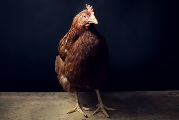 Hen on the black background