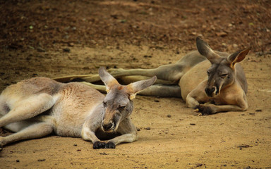 Two kangaroos.