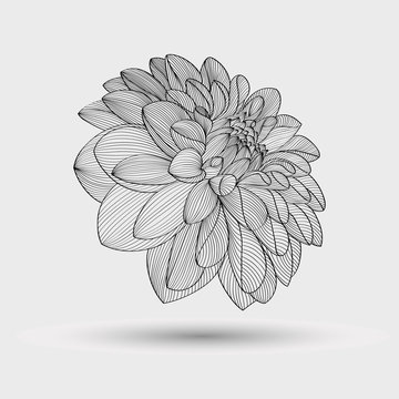 recommend clip art: Abstract floral background. Vector flower dahlia. Element for design.