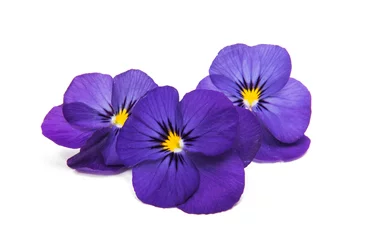 Foto op Plexiglas Viooltjes viooltjes geïsoleerd