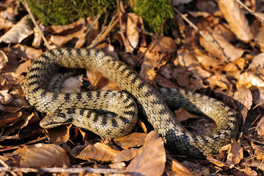 Schlingnatter (Coronella austriaca) - smooth snake