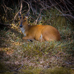 Barking deer