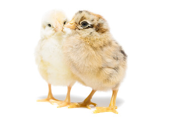 Two chickens on white background