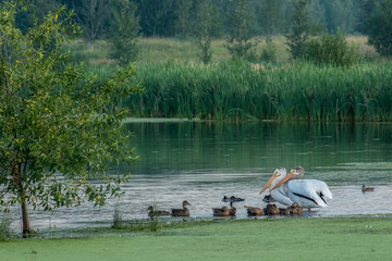 Pelicans and ducks in the park