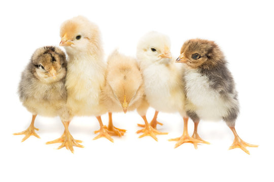 Five chickens on white background