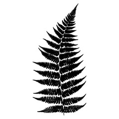 Fern 059. Silhouette. Vector.