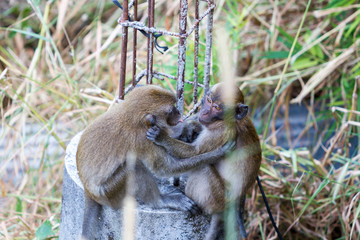 Monkeys are paying attention, thailand