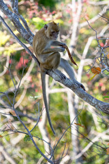 Obraz premium Monkey sitting on tree and eating the foliage, thailand