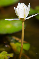 White lily against a blue water and green leaves