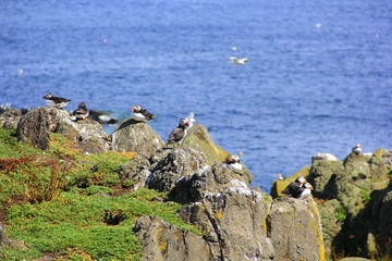 Puffins on the rock
