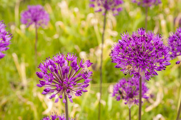 Obraz premium Allium purple flowers on a field