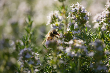 Bee on Thymus Flower