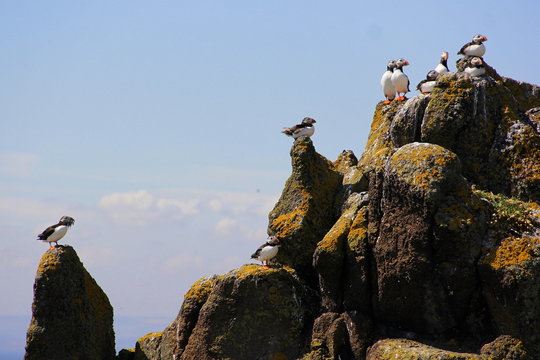 puffin with fish in the beak, puffins on the rock