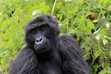 Gorilles des montagnes