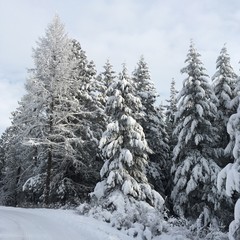 Beautiful snow covered trees