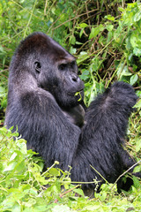 Gorilles des montagnes