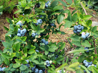Blueberriy fruits on the plant on the plantation