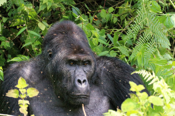 Gorilles des montagnes