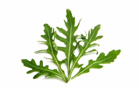 Leaves of arugula