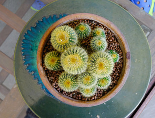 Close up of shaped cactus with long thorns