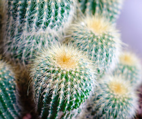 Close up of shaped cactus with long thorns