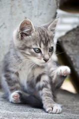cute little grey kitten sitting on concrete blocks outdoors