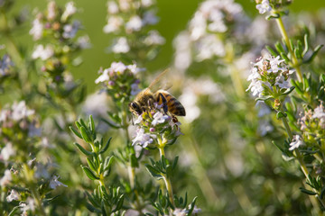 Bee on Thymus Flower
