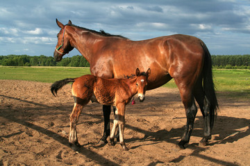 Mama horse or mare with his little son or foal, both in a nice chestnut coat