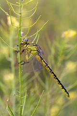 A migratory mare, also called spring (Sympetrum fonscolombii), a beautifully colored yellow - black dragonfly