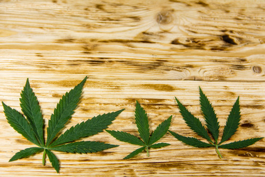 Green cannabis leaf on wooden background