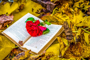 Old book with a rose in autumn leaves