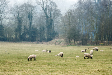 Sheep grazing in a summertime meadow in the UK