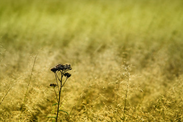 One dark grass among all the waves of bright green and yellow grass