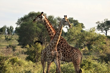 Duel of the tallest