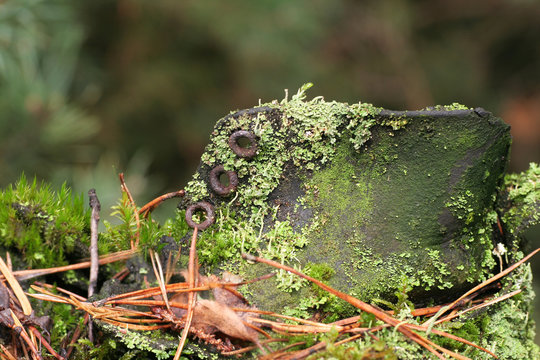 An old shoe that has been lying in the forest for many years and is covered with moss
