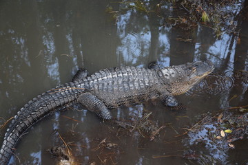 Swimming Alligator