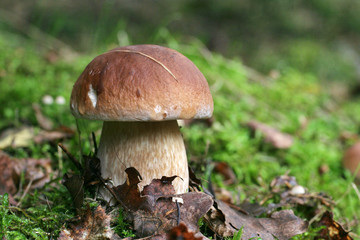 Proud king of mushrooms mushroom boletus standing among the leaves and moss - 165328868