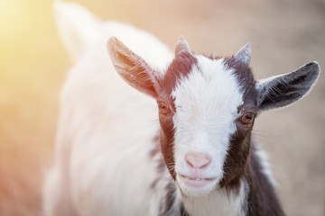 Close up portrait of cute Cameroon goatling animal with sunlight looking at camera